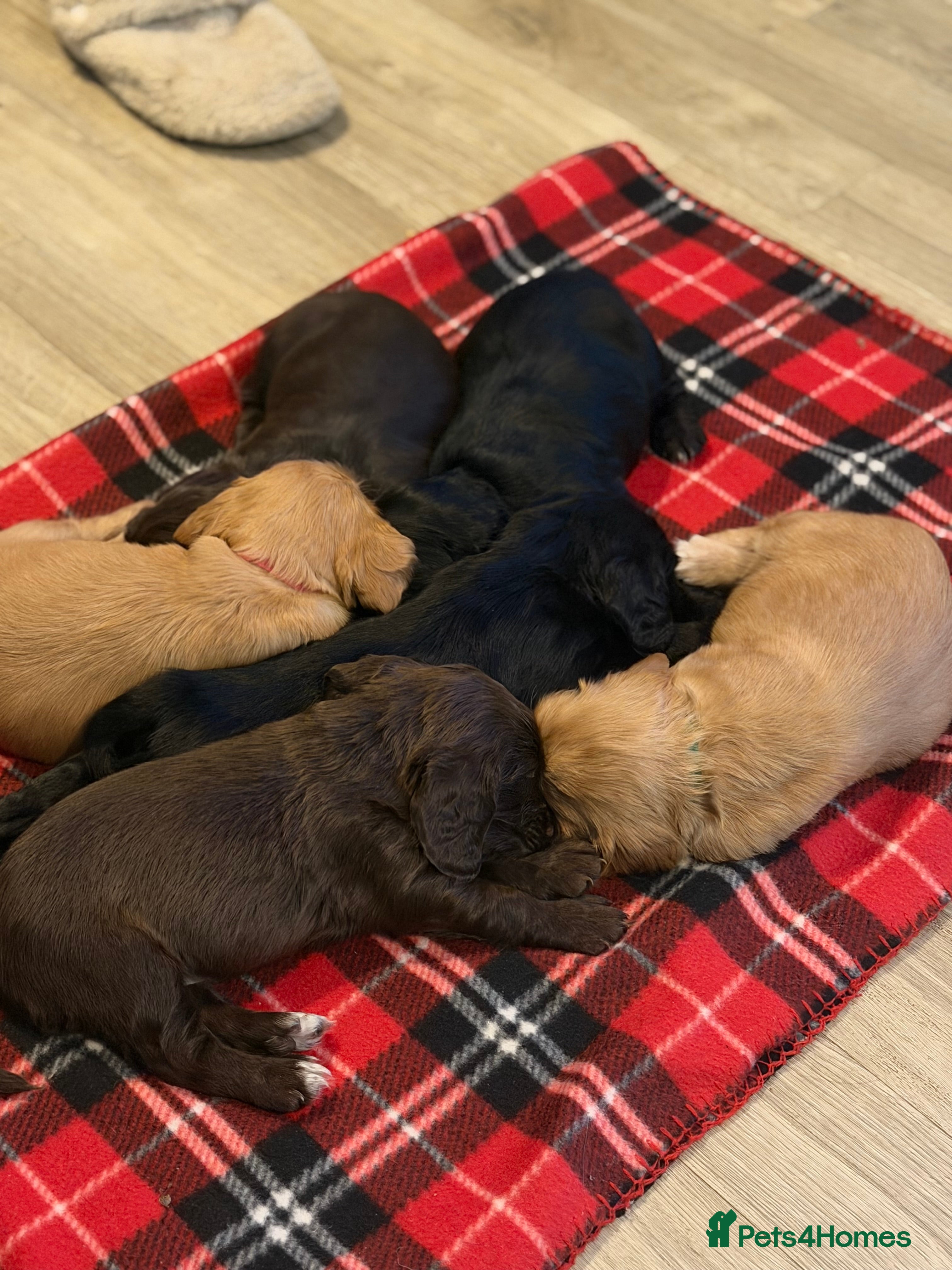 Sprocker dogs Sprocker pups  - Advert 3