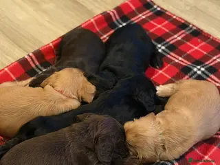 Sprocker dogs Sprocker pups - Advert 3