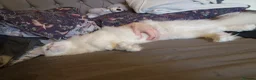 Maine Coon cats for stud: polydactly stud - Advert 4