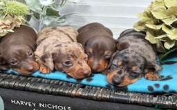Miniature Dachshund dogs for sale: Miniature Daschund KC. PRA-OI-CRD-PRA-NCL - Image 22