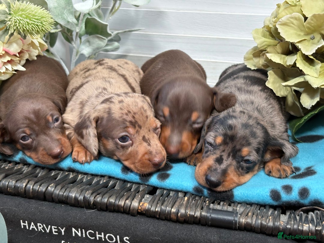 Miniature Dachshund dogs for sale: Miniature Daschund KC. PRA-OI-CRD-PRA-NCL - Image 22