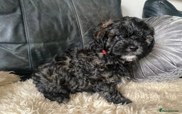 Shihpoo dogs for sale: Adorable F1 ShihPoo puppies in Faversham - Image 9