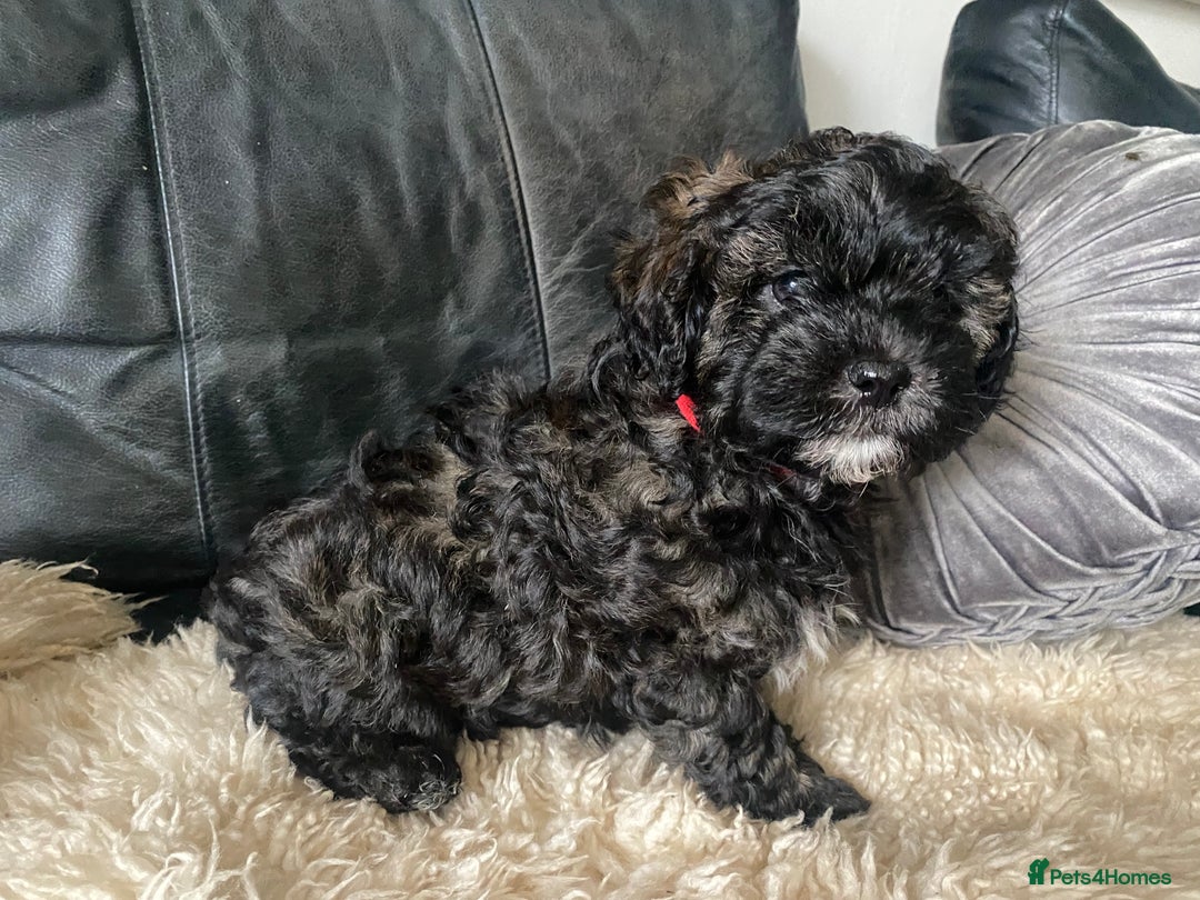 Shihpoo dogs for sale: Adorable F1 ShihPoo puppies in Faversham - Image 9