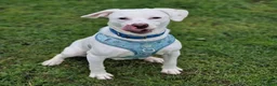 Mixed Breed dogs for adoption: Aspen (deaf puppy needing a special home) in Bude - Advert 18