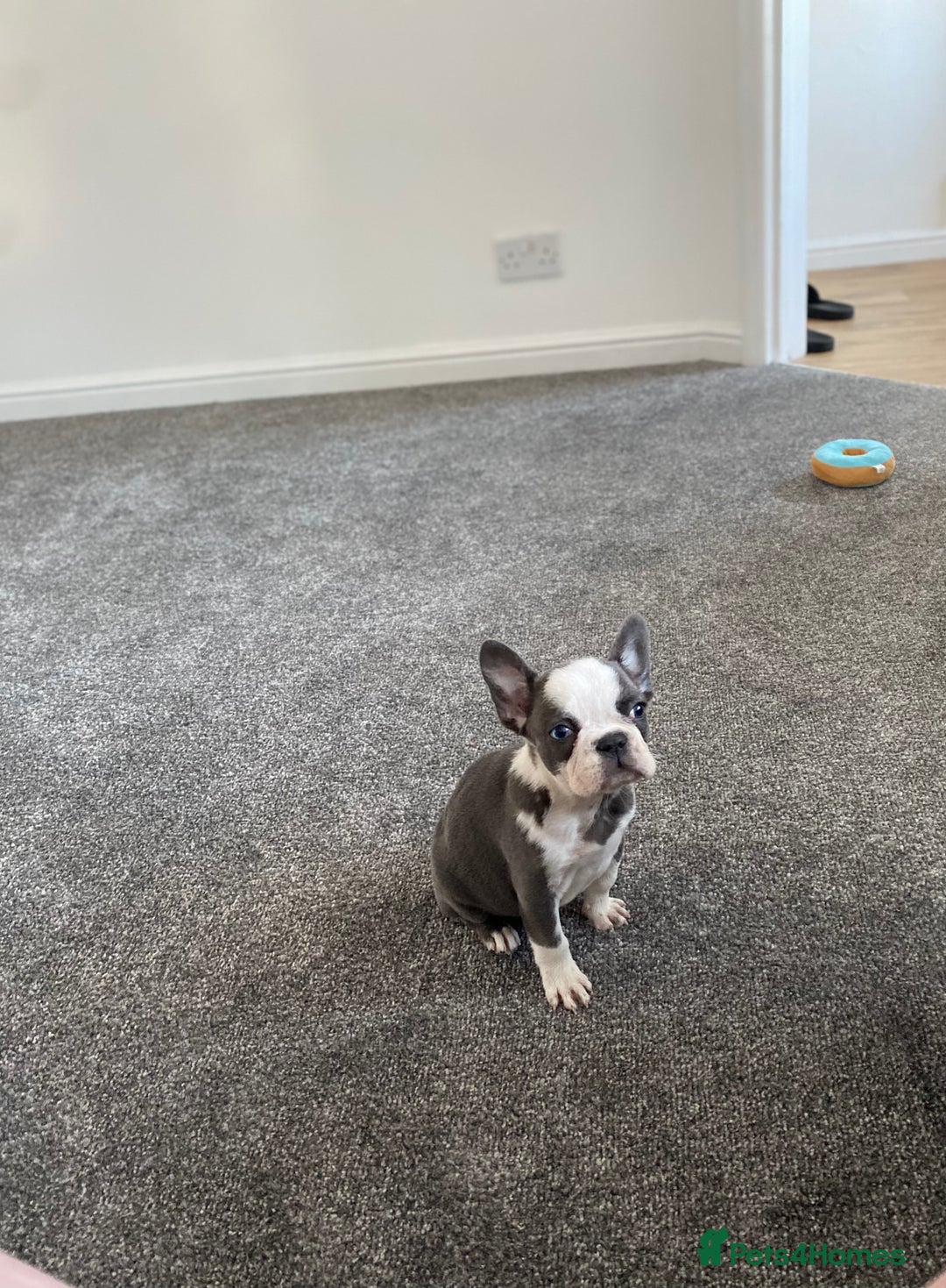 French Bulldog dogs for sale: French Bulldog (Blu) - Image 4