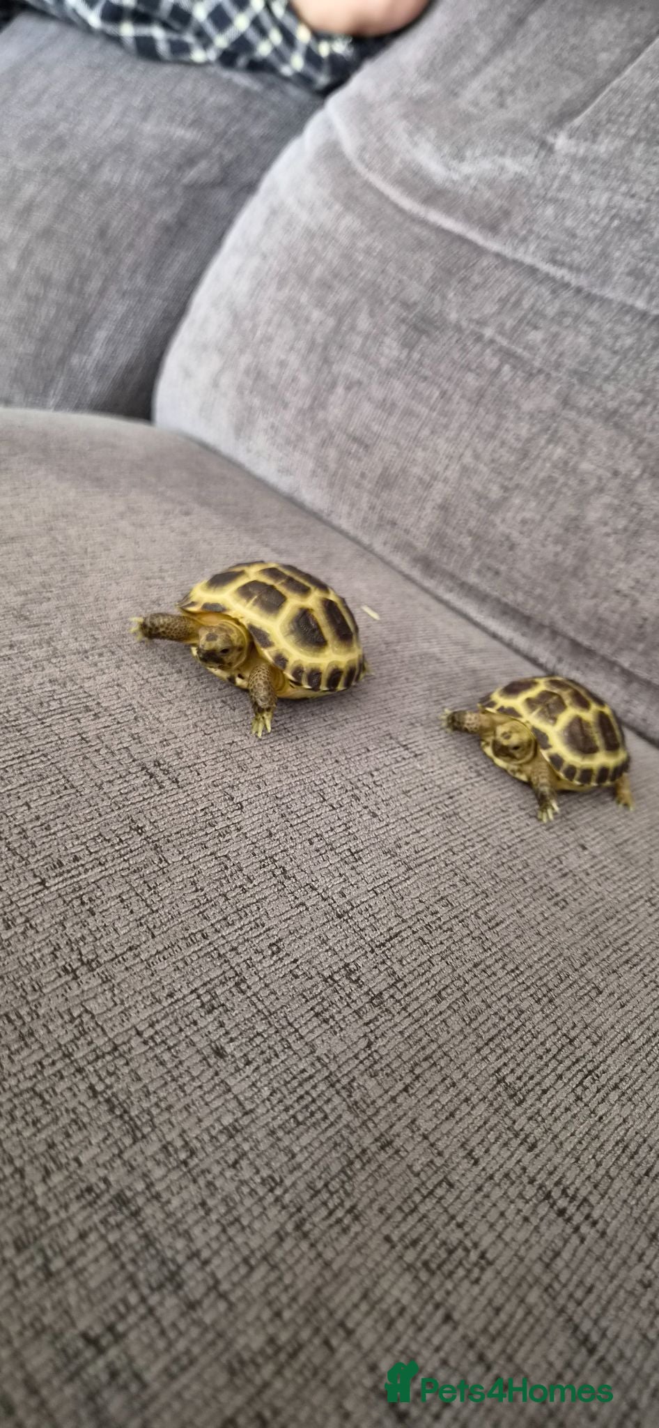 Tortoise reptiles 2 Horsefield Baby Tortoises - Advert 1