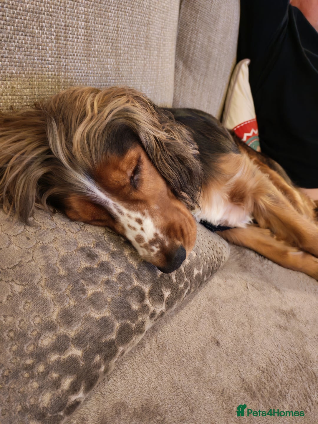 Cocker Spaniel dogs for sale: 2 year old male Cocker spaniel - Advert 2