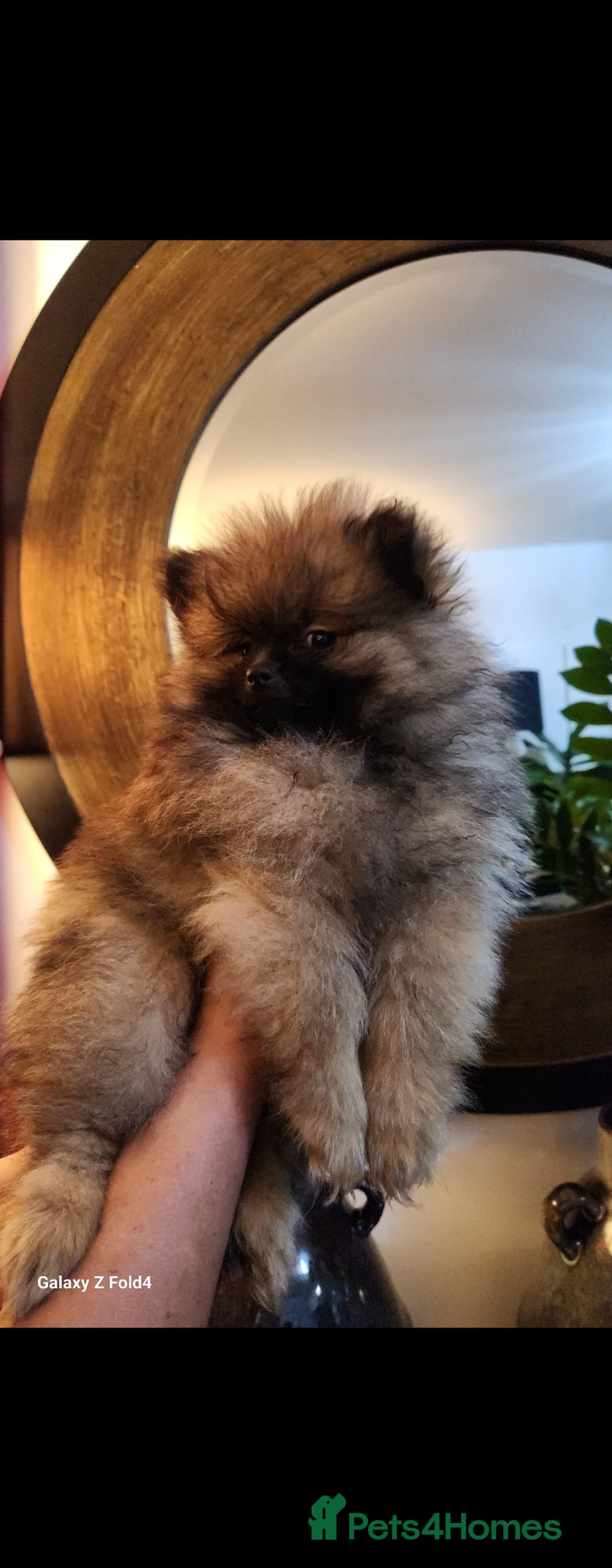 Pomeranian dogs for sale: Tiny Fluff-Balls looking for Forever Homes - Advert 7