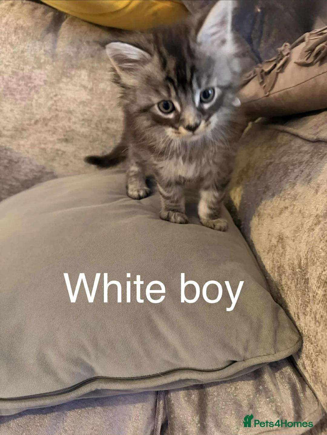 Maine Coon cats for sale: Pure maine coons kittens 2bs 3gs ready 14/2/26 - Advert 18