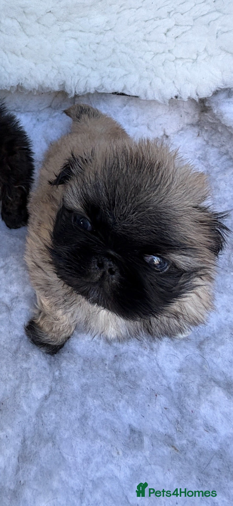Pekingese dogs 💙 TINY SLEEVE MALES AVAILABLE 💙 - Advert 4