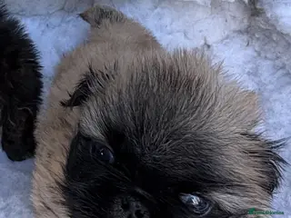 Pekingese dogs 💙 TINY SLEEVE MALES AVAILABLE 💙 - Advert 2