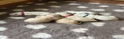 Golden Retriever dogs for sale: Beautiful pedigree Golden Retriever puppies in Usk - Advert 11