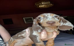 Dachshund dogs for sale: Kc reg first vac chipped licensed bundles of love  - Image 13