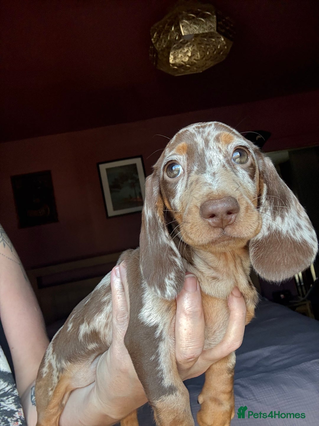 Dachshund dogs for sale: Kc reg first vac chipped licensed bundles of love  - Image 13