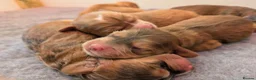 Cockapoo dogs for sale: Champion-Line Health Tested F1 Cockapoos - Advert 7