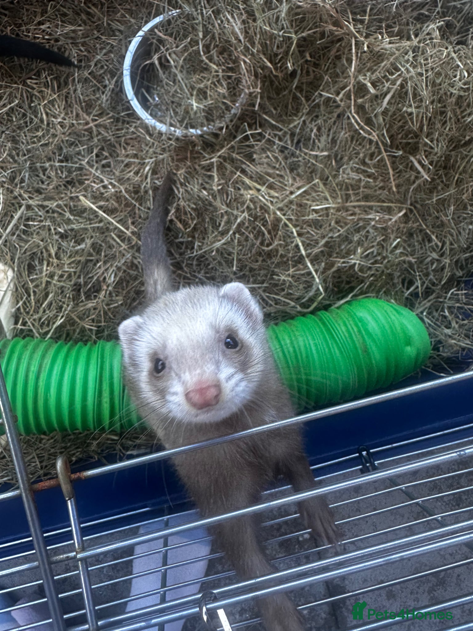Ferret rodents for sale: 2 female ferrets  - Advert 5