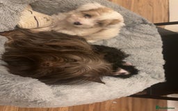 Biewer Terrier dogs for sale: 2 mini Biewer/yorkie female pups - Image 9