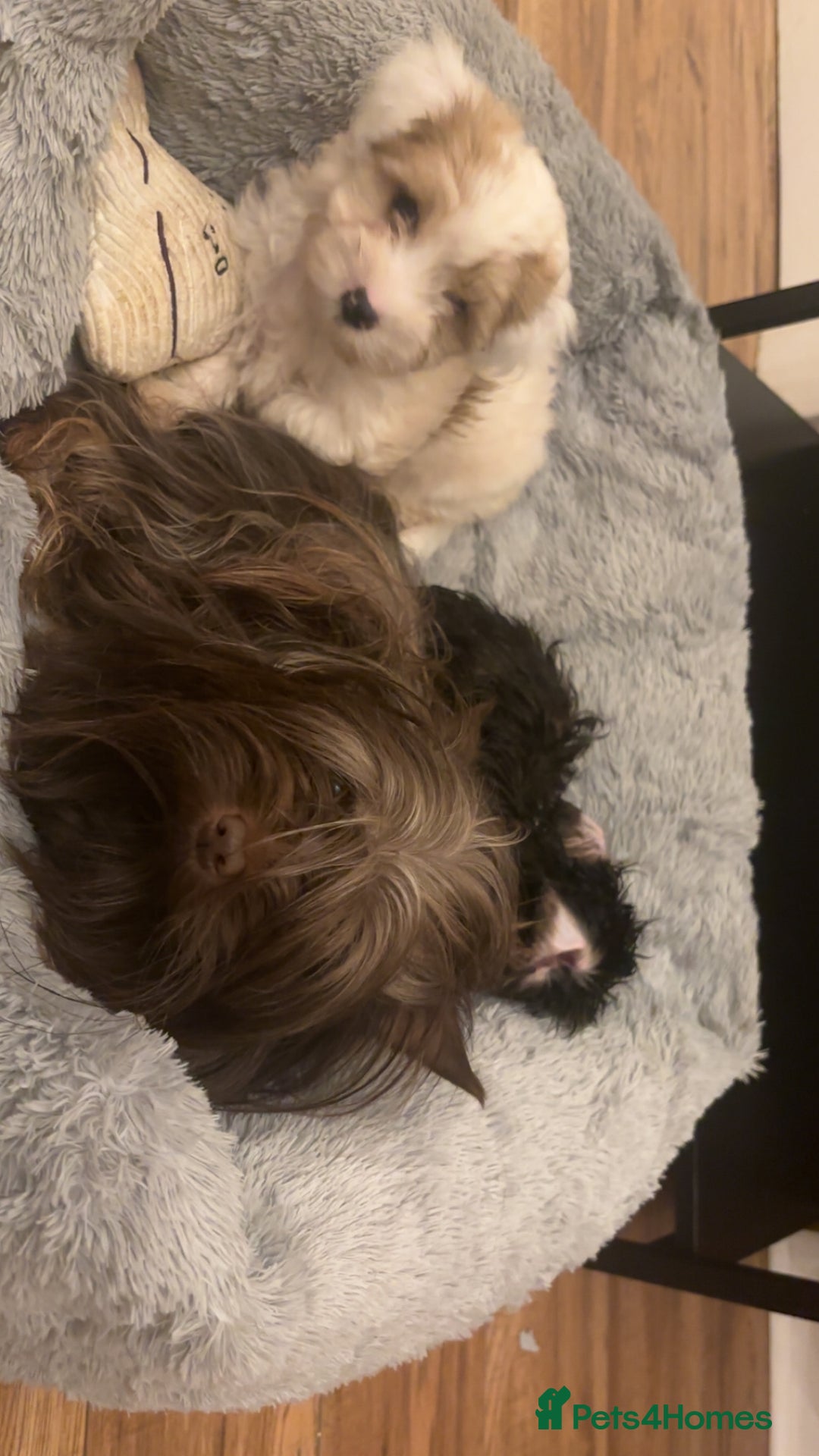 Biewer Terrier dogs for sale: 2 mini Biewer/yorkie female pups - Image 9