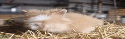 Lionhead rabbits for sale: Lovely tempered little lionhead babies- m and f - Advert 8