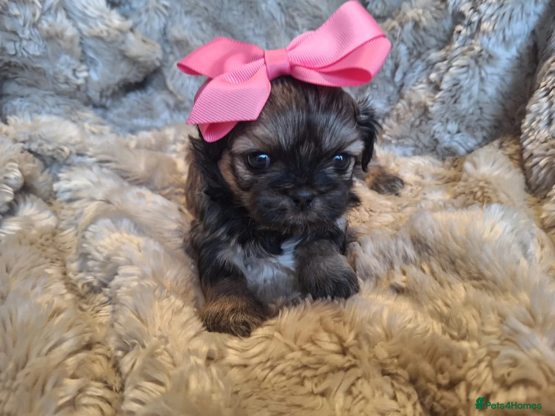 Shih Tzu dogs for sale: Beautiful Imperial Shih Tzus  - Advert 4