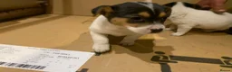 Jack Russell dogs for sale: 5 stunning playful jack Russels - Advert 15
