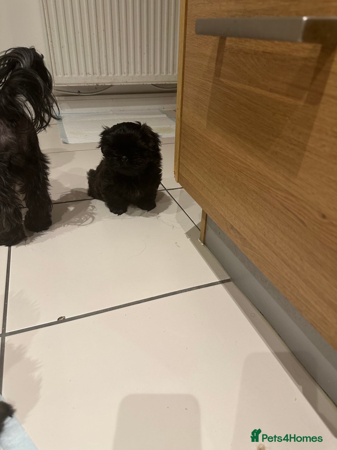 Shih Tzu dogs for sale: Shih Tzu puppies - Advert 5