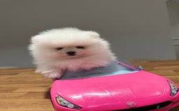 Pomeranian dogs for sale: Boy left! High quality KC reg from imported lines - Image 1
