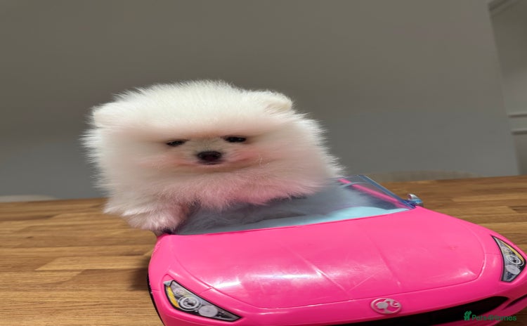 Pomeranian dogs - Advert 2