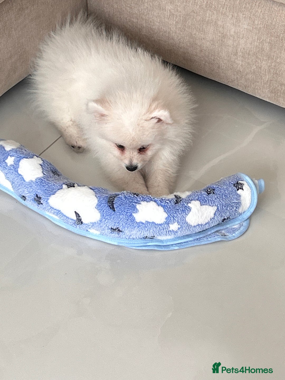 Pomeranian dogs for sale: Sweet boy Pomeranian puppy - Advert 3