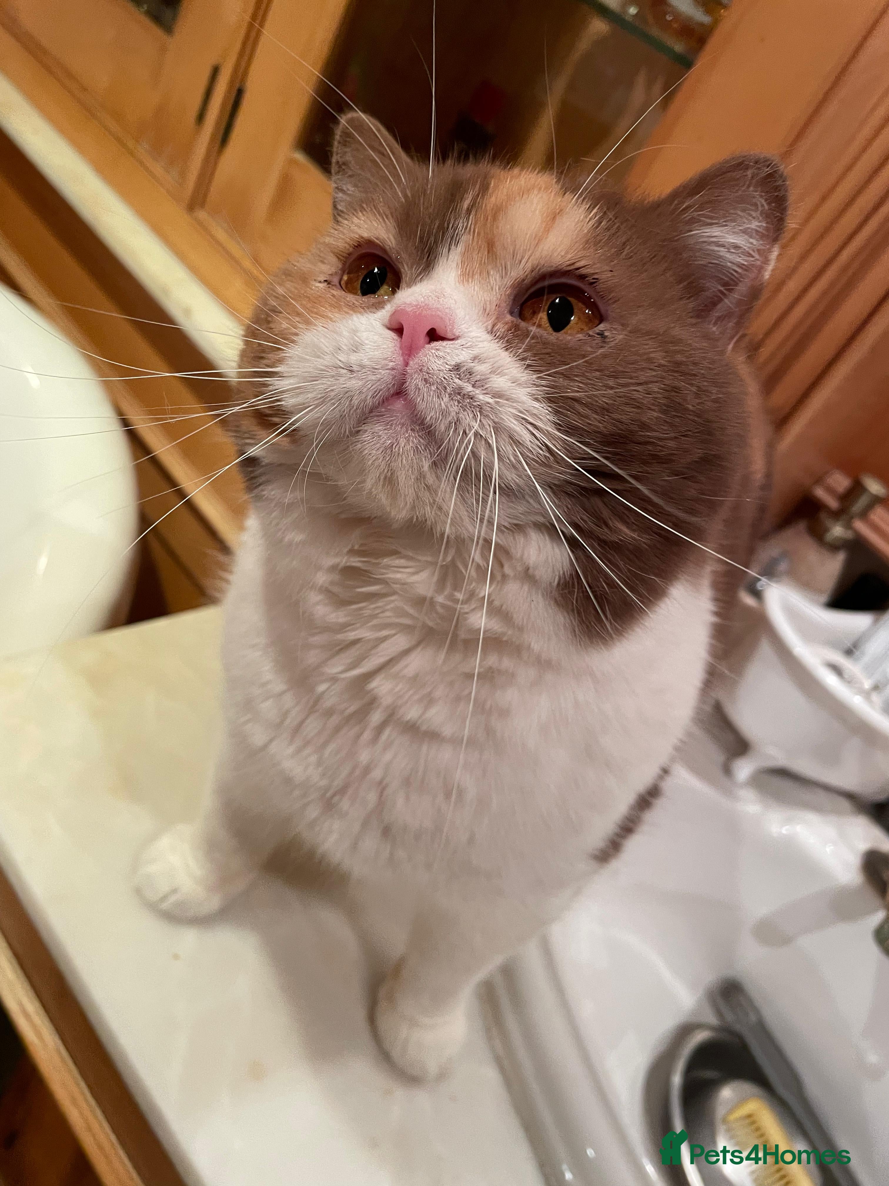 British Shorthair cats Retired breeding cats for rehoming all neutered - Advert 4