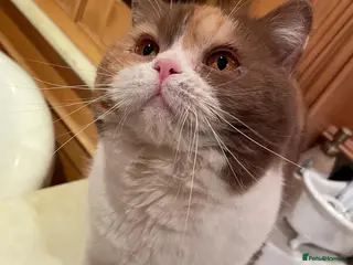 British Shorthair cats Retired breeding cats for rehoming all neutered - Advert 4