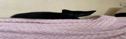Domestic Shorthair cats for sale: Three kittens for sale  in Heywood - Advert 6