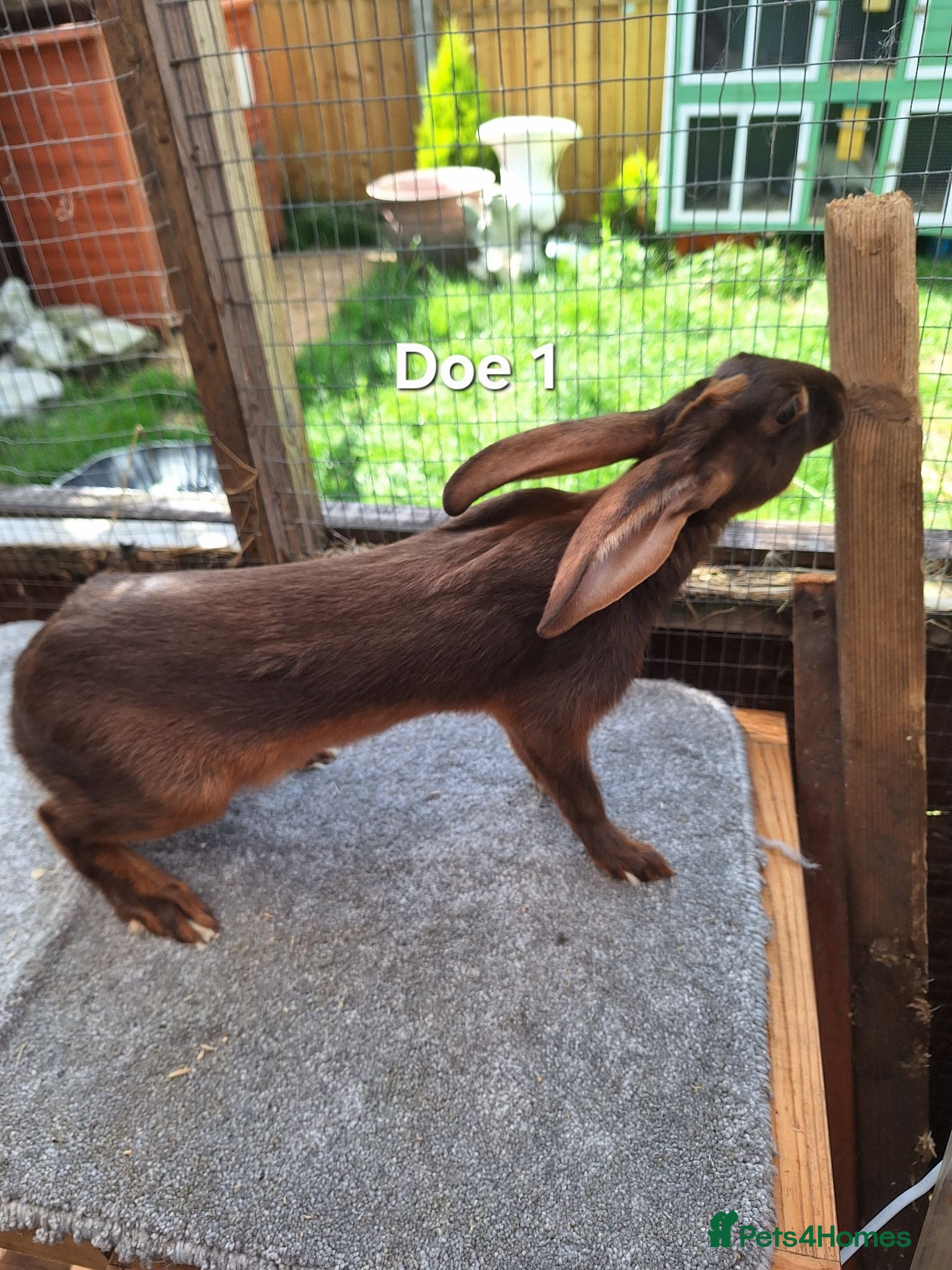 Belgian Hares rabbits Young pure bred hares for sale - Advert 1