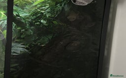 Gecko reptiles for sale: Harlequin Tricolour Crested Gecko + Large Tank - Advert 27