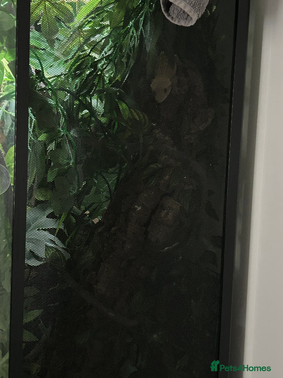 Gecko reptiles for sale: Harlequin Tricolour Crested Gecko + Large Tank - Advert 27