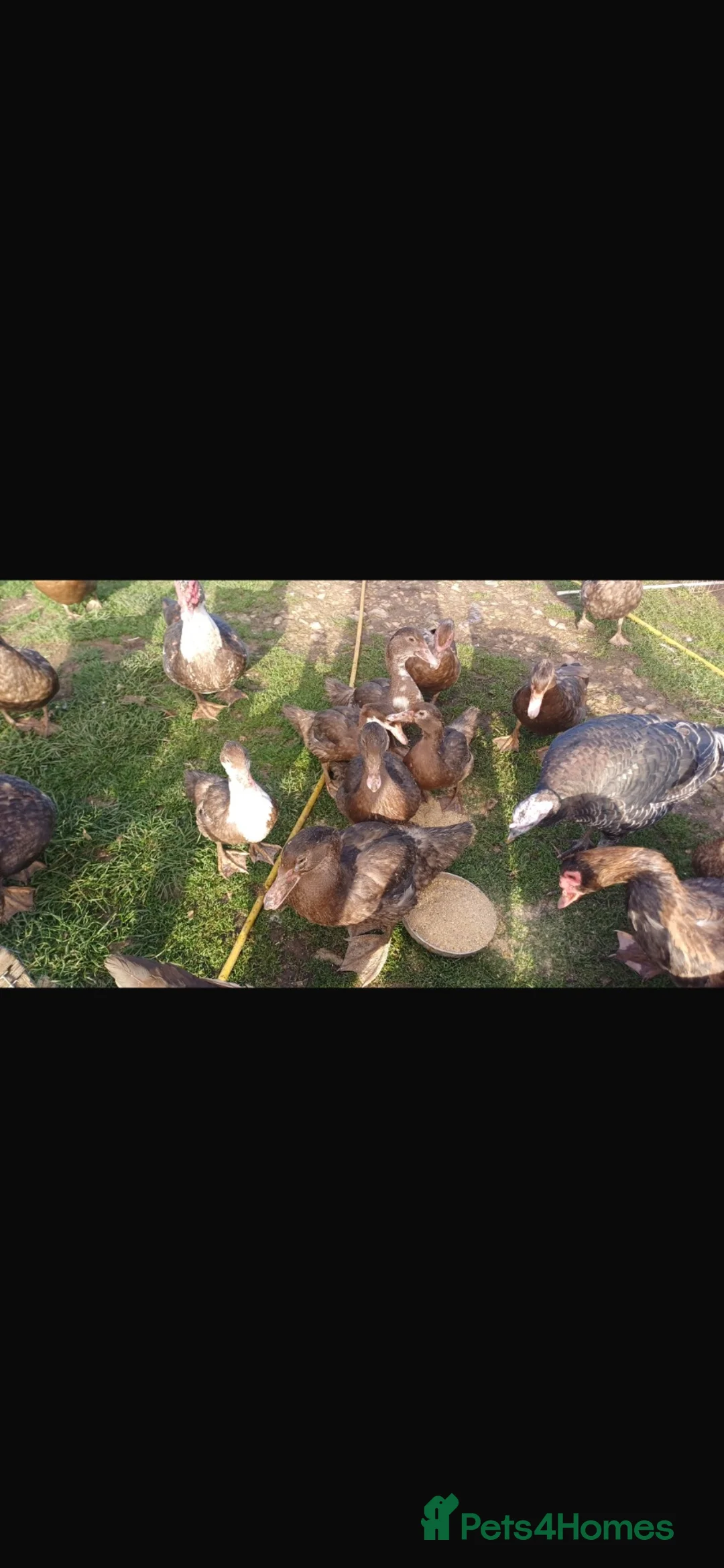 Ducks poultry for sale: Chocolate mascovy ducks in Gloucester - Advert 1