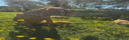 Labrador Retriever dogs for sale: Ready to Leave - Labrador puppies  in Leeds - Advert 9