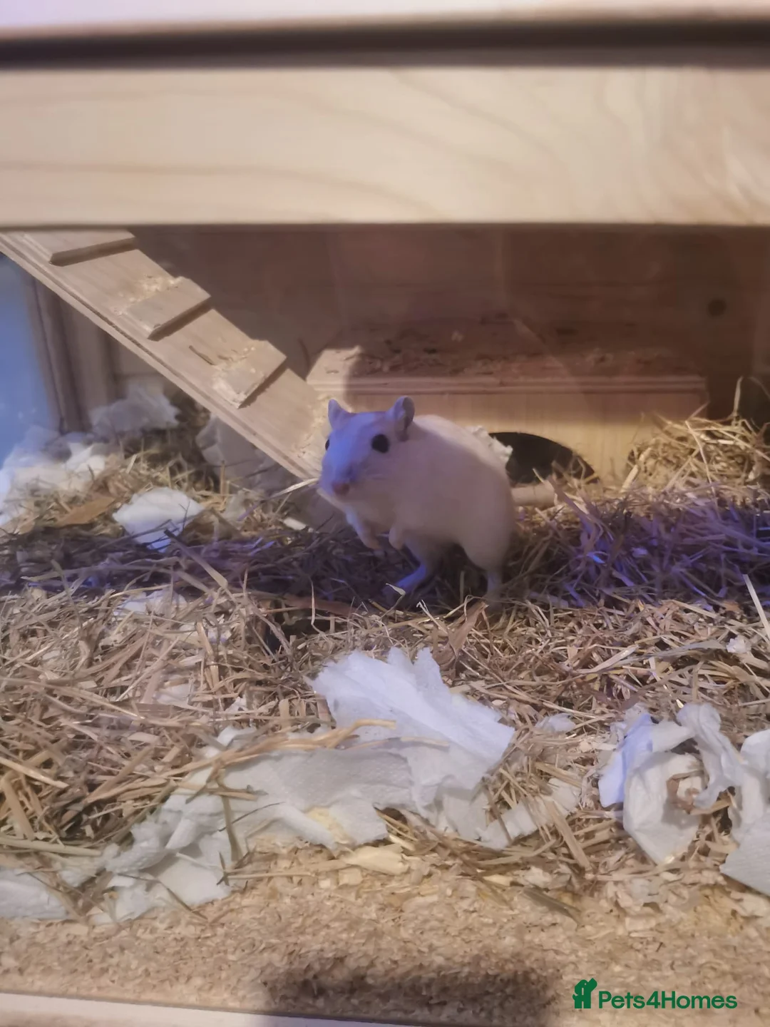 Gerbil rodents for sale: Gerbils - Advert 1
