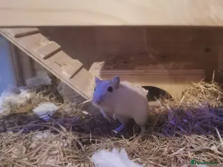 Gerbil rodents Gerbils - Advert 1