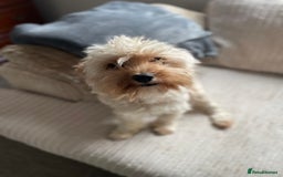 Cavapoo dogs for sale: Cavapoo to rehome  - Image 2