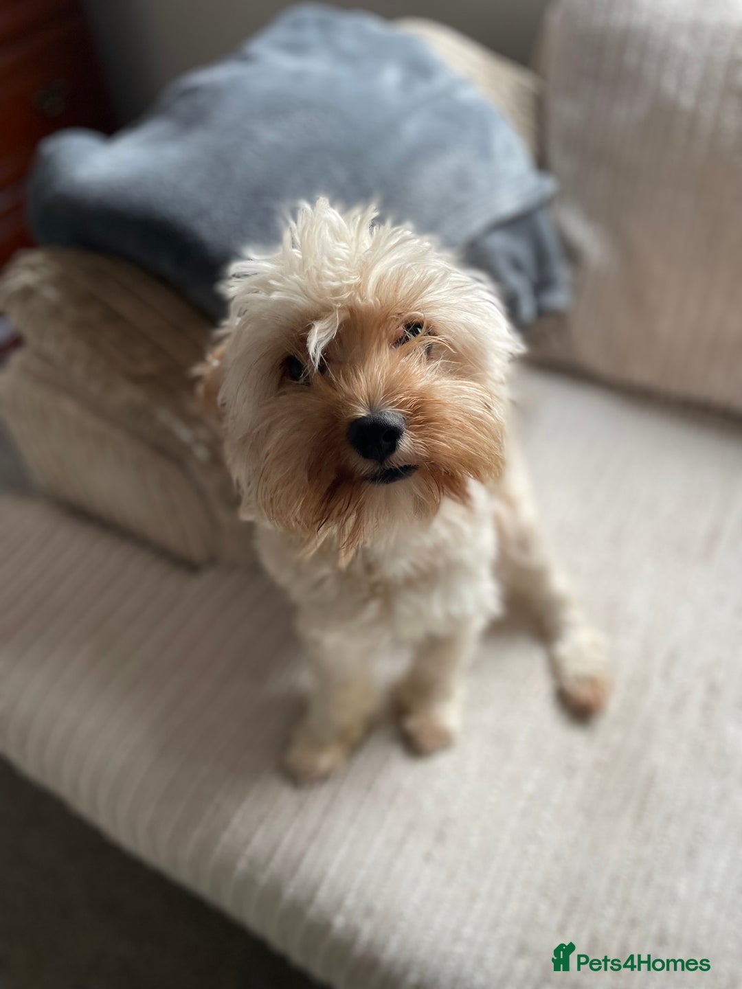 Cavapoo dogs for sale: Cavapoo to rehome  - Image 2
