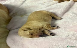 Golden Retriever dogs for sale: 6 beautiful golden retriever pups - Image 6