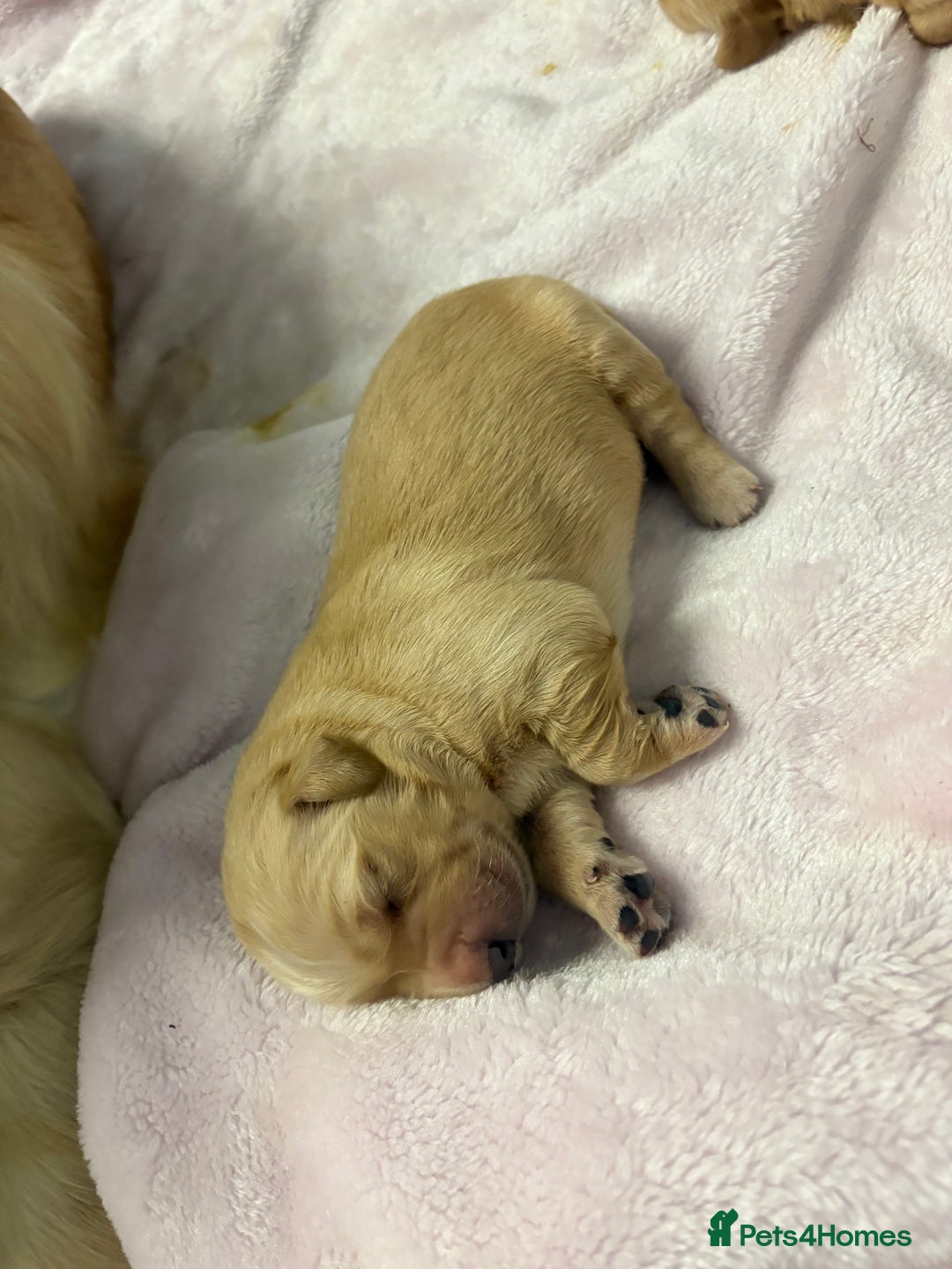 Golden Retriever dogs for sale: 6 beautiful golden retriever pups - Image 6