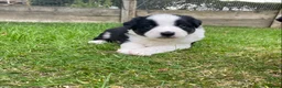 Border Collie dogs for sale: Striking Welsh Red & White Border Collies in Montgomery - Advert 7