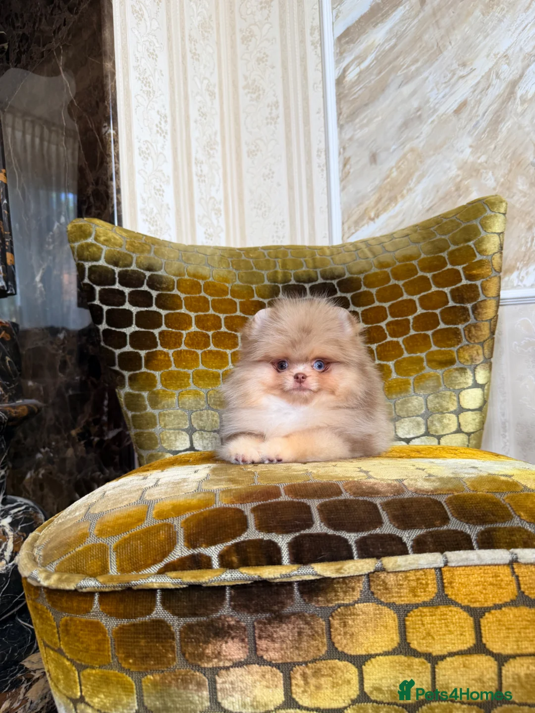 Pomeranian dogs for sale: Chocolate Merle Boy - Advert 1