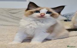 Ragdoll cats for sale: 5 Purebred Ragdolls – Loving Homes Needed - Image 10