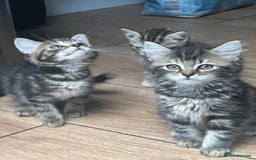 Mixed Breed cats for sale: WELL RAISED KITTYS 4 BEST HOMES ONLY……❤️ - Image 4