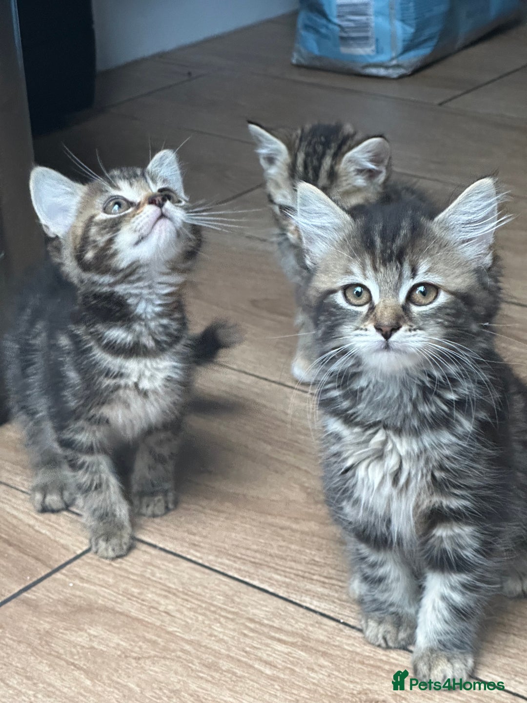Mixed Breed cats for sale: WELL RAISED KITTYS 4 BEST HOMES ONLY……❤️ - Image 4
