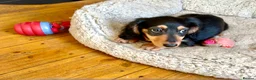 Miniature Dachshund dogs for sale: KC reg mini longhaired dachshund pups 1 girl2xboys - Advert 9