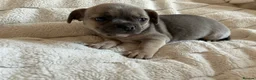 Mixed Breed dogs for sale: Mini Frenchies - Advert 11